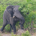 Elefante africano escondiéndose detrás de un árbol