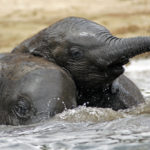 Crías de elefante nadando en el río