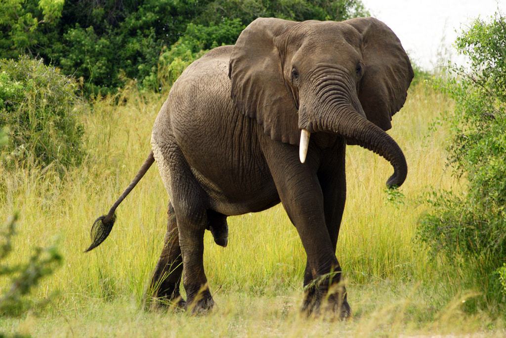 Elefante africano mirando a la cámara