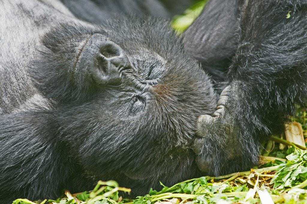 Gorila de montaña descansando