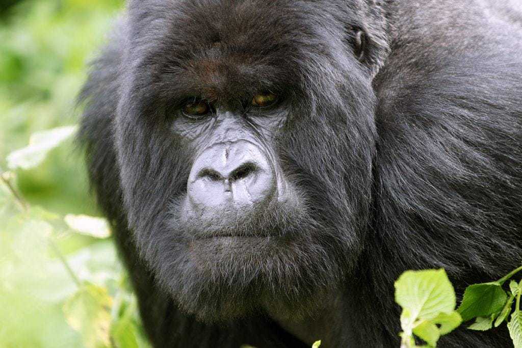 Gorila de montaña mirando a la cámara