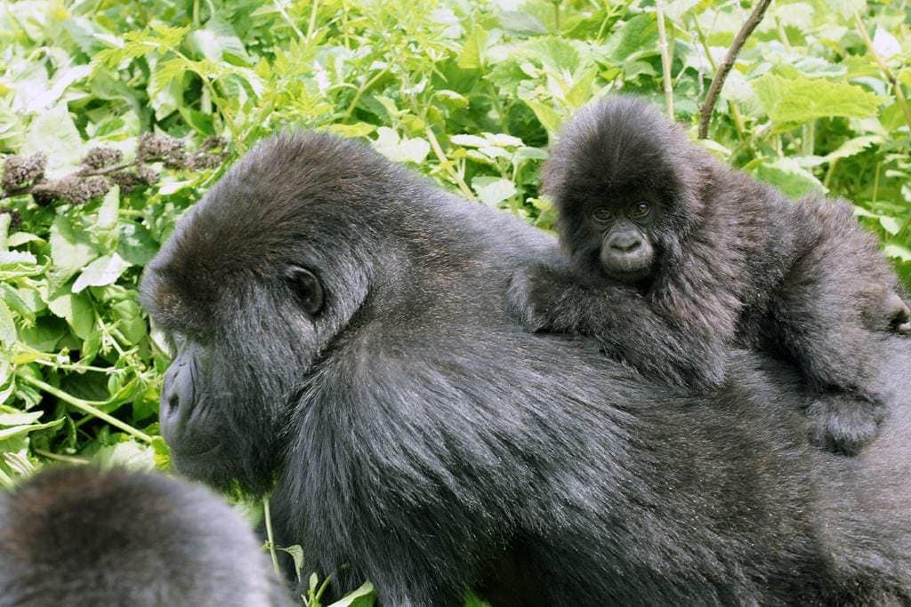 Gorila de montaña con su cría