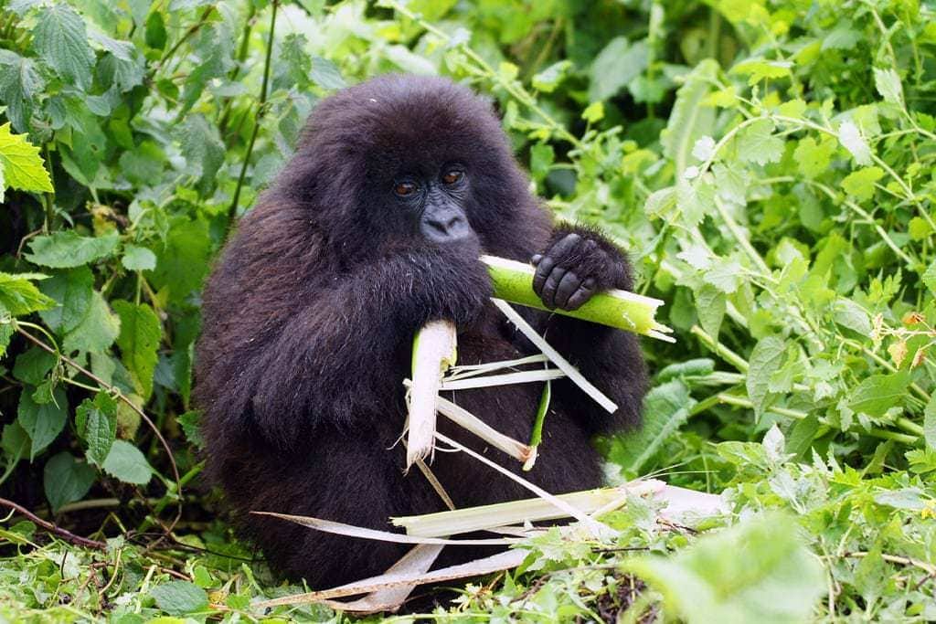 Cría de gorila de montaña comiendo bambú