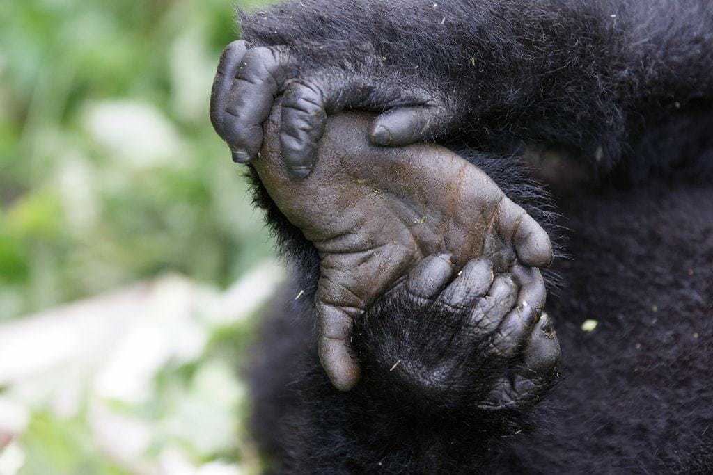Manos y patas de gorilas de montaña