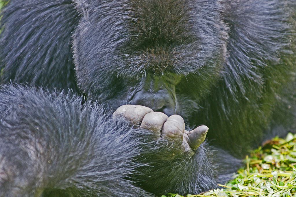 Gorila de montaña oliéndose la palma de la mano