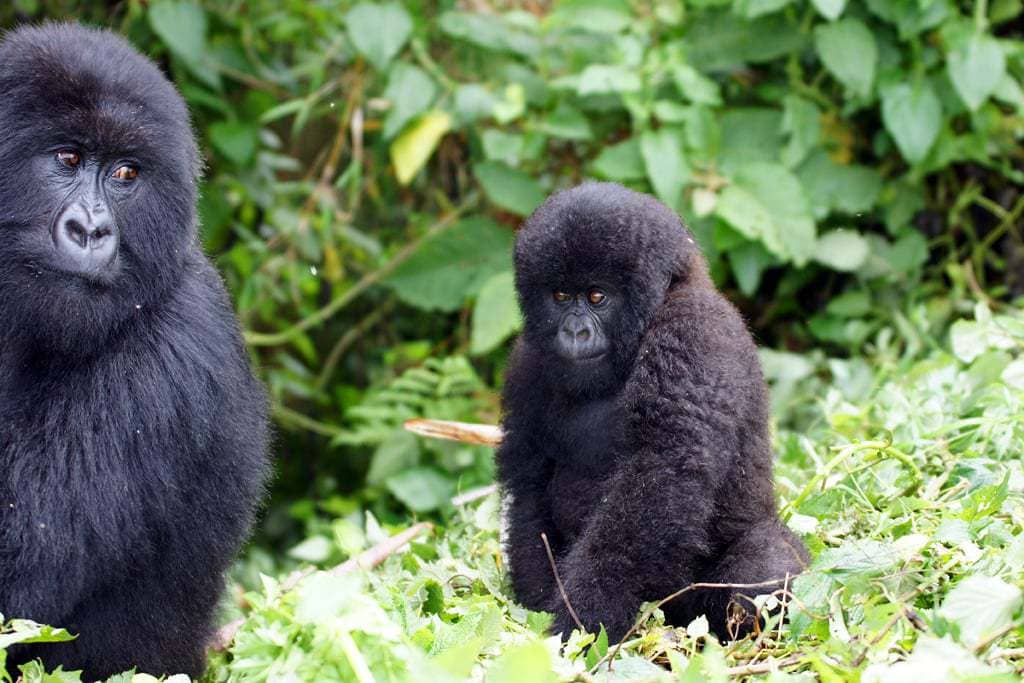 Cría de gorila de montaña con su madre