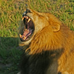 León rugiendo en la sabana