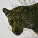 Leopardo mirando a la cámara de fotos