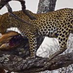 Leopardo comiéndose una presa subido a un árbol en la sabana