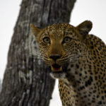 Leopardo mirando a la cámara de fotos