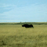 Rinoceronte negro en la sabana
