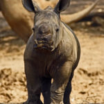 Cría de rinoceronte en la sabana