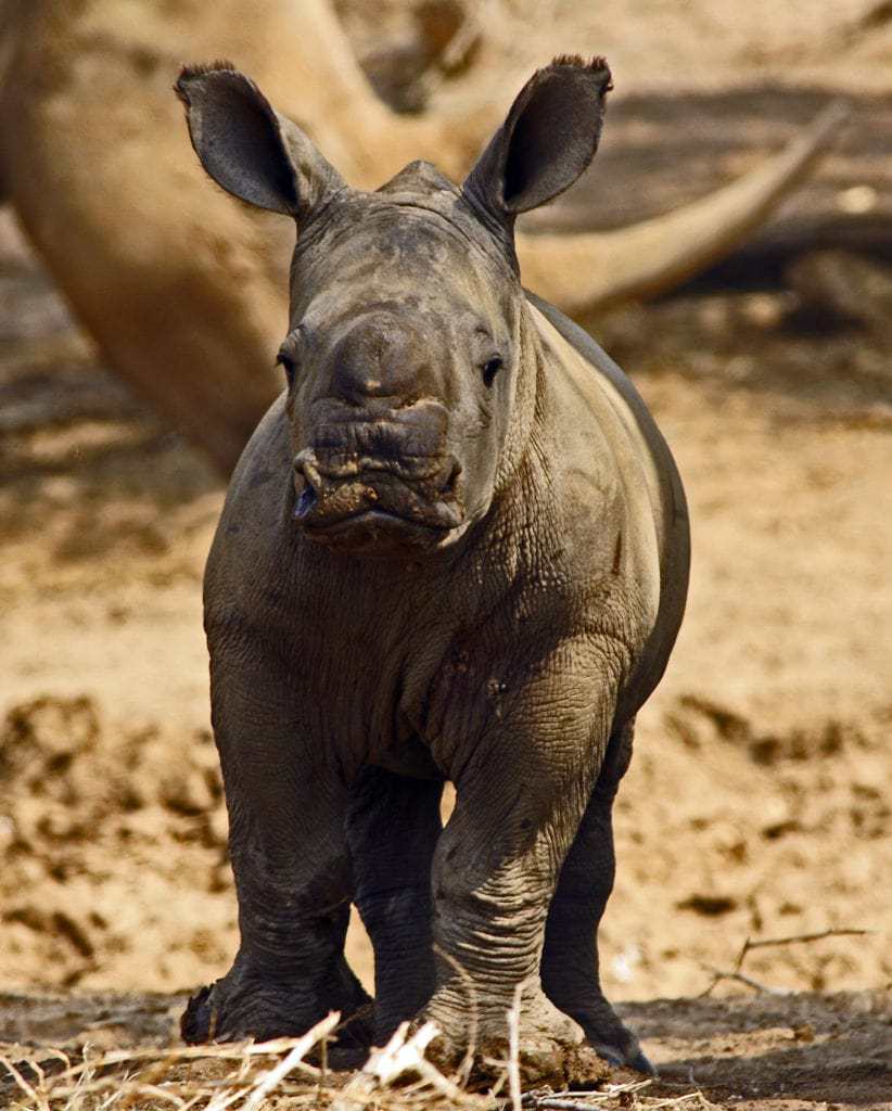 Cría de rinoceronte en la sabana