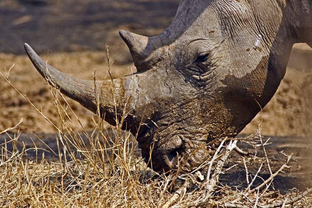 Rinoceronte comiendo hierba en África