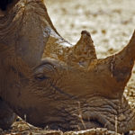 Rinoceronte blanco descansando en la sabana
