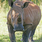 Rinoceronte en la sabana