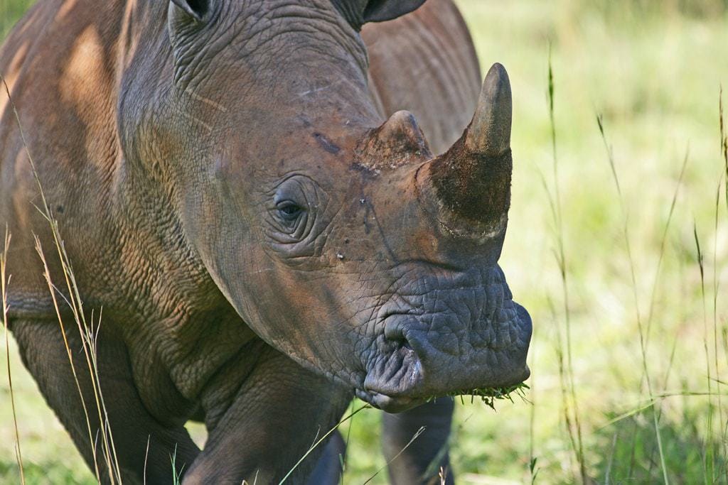 Rinoceronte animales África