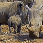 Rinocerontes animales África