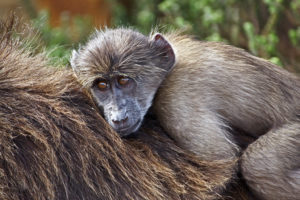 Cría de babuino en el lomo de su madre