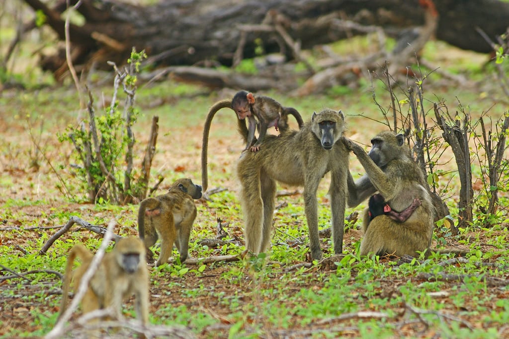 Familia de babuinos