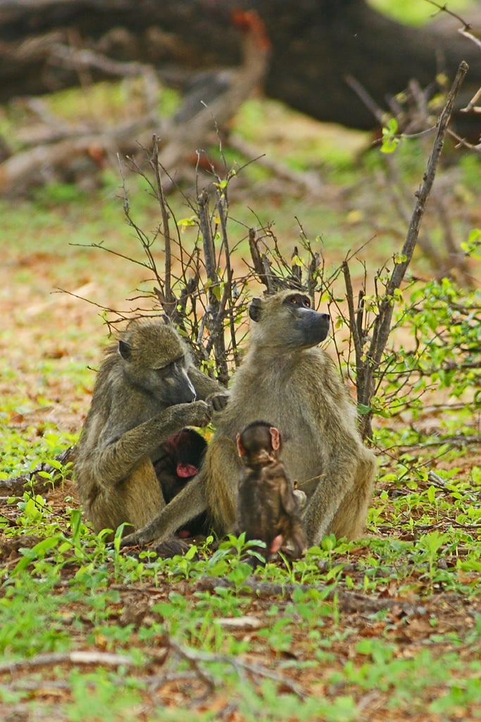 Familia de primates en la sabana
