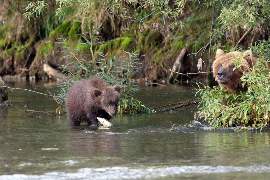 Hembra oso pardo con sus dos crías en el río