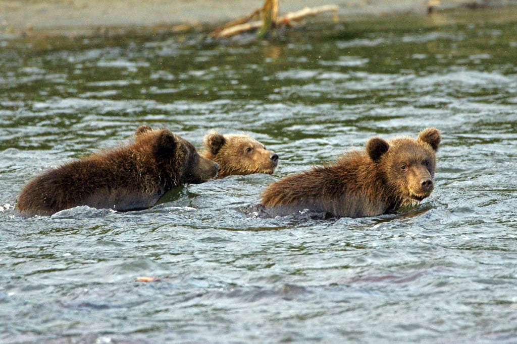 Hembra oso pardo con sus dos crías en el río
