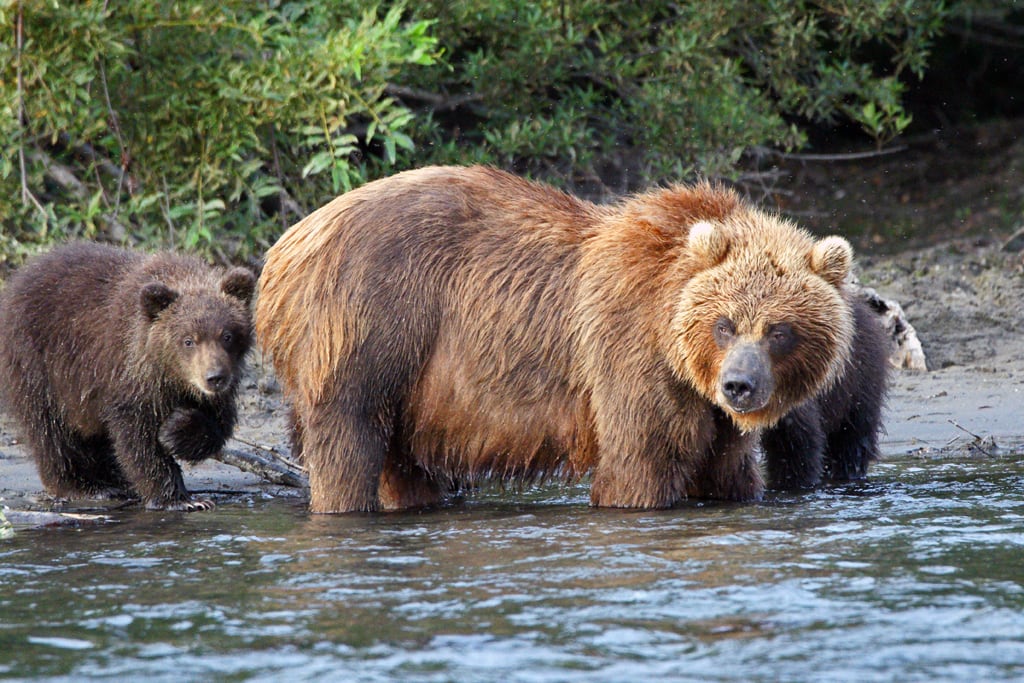 Hembra oso pardo con sus crías en el río
