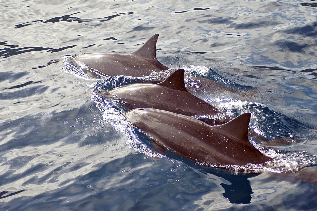 Delfines, Isla de Maui