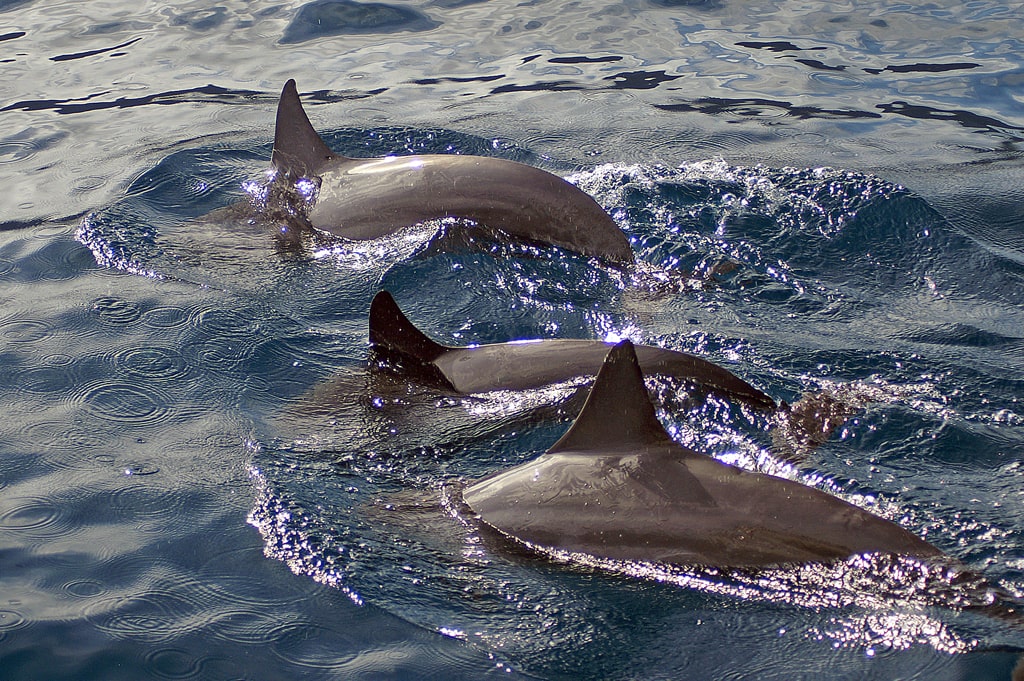Delfines Isla de Maui