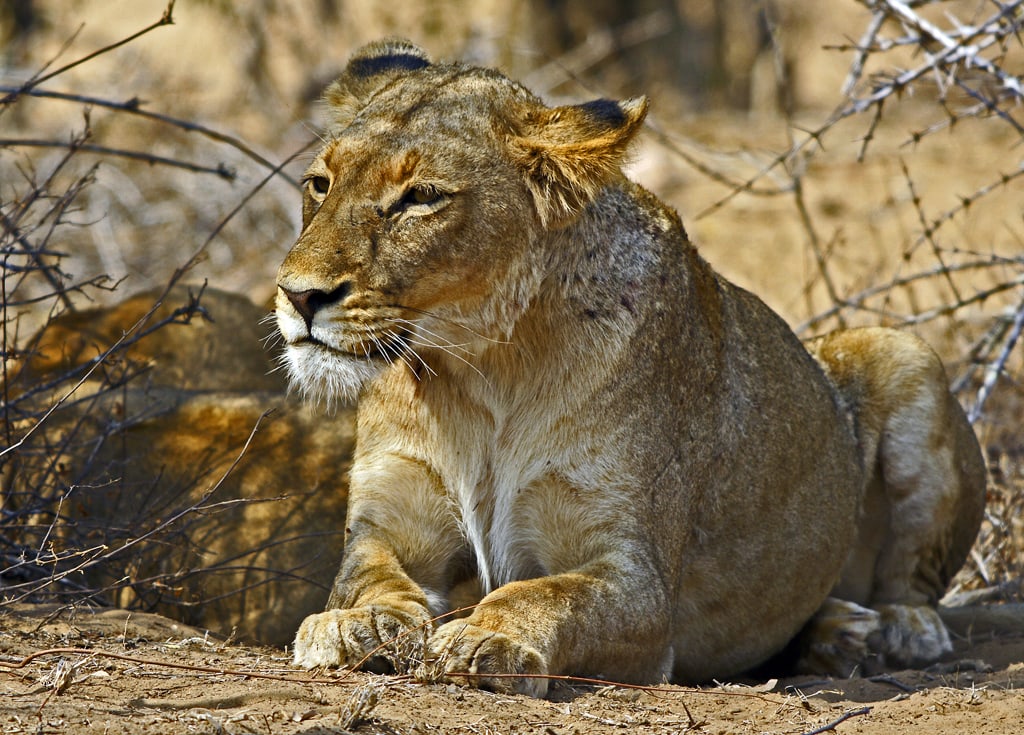 León africano, África