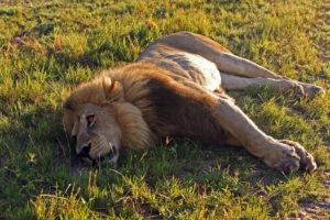 León Serengueti