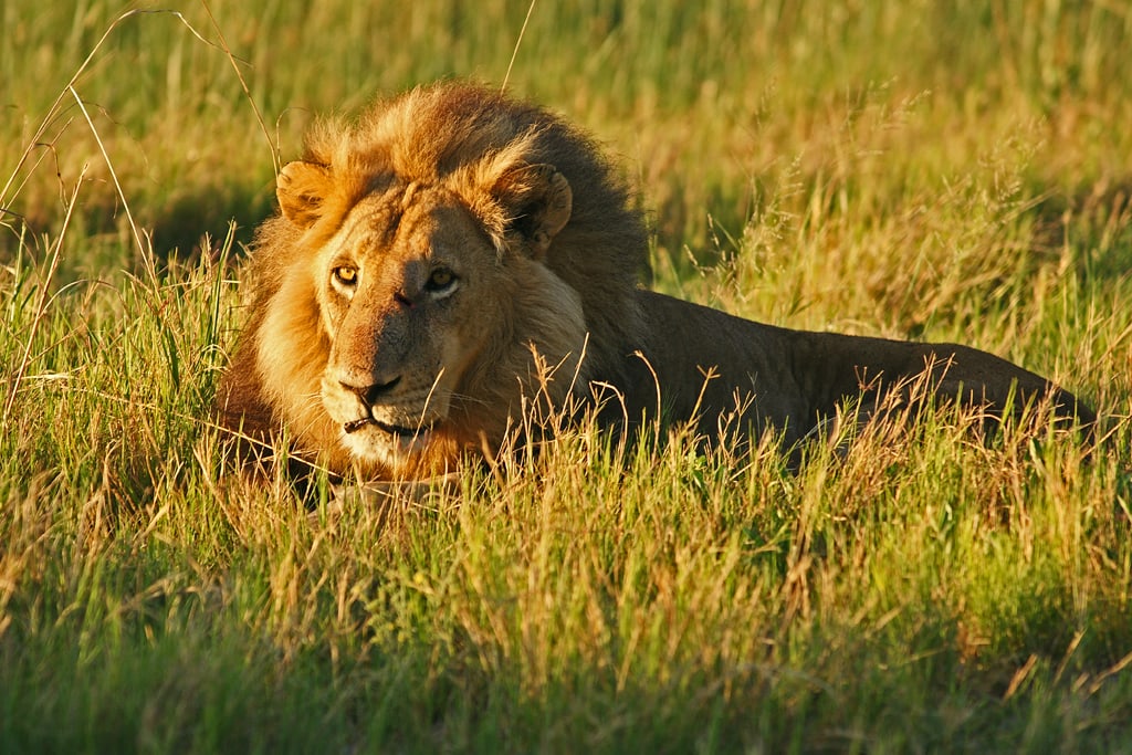León, Serengueti