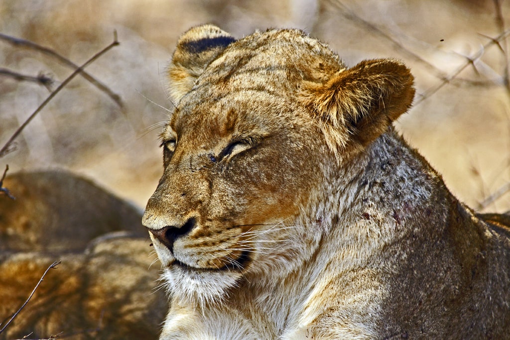 León Serengueti