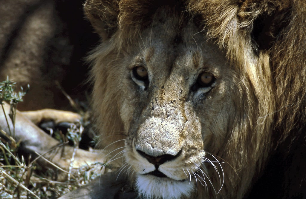 León africano, Serengueti