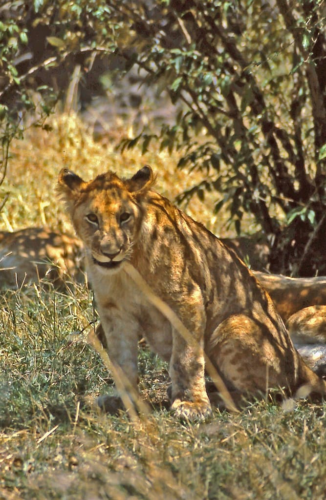 León en la sabana africana