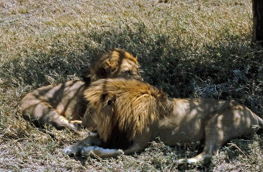 Dos leones, África
