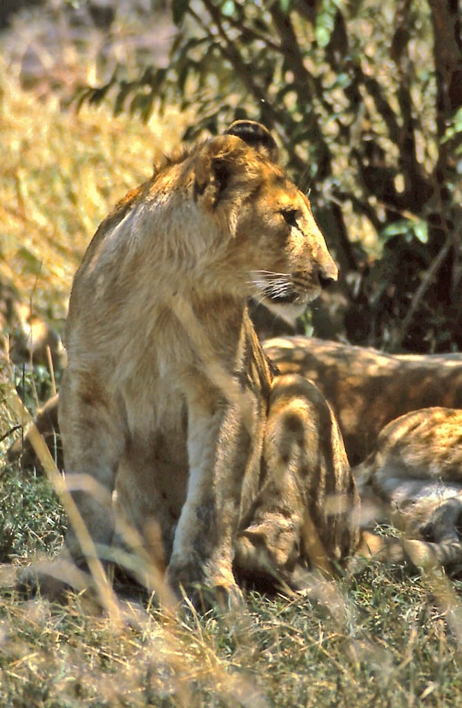 Leona con sus crías, África