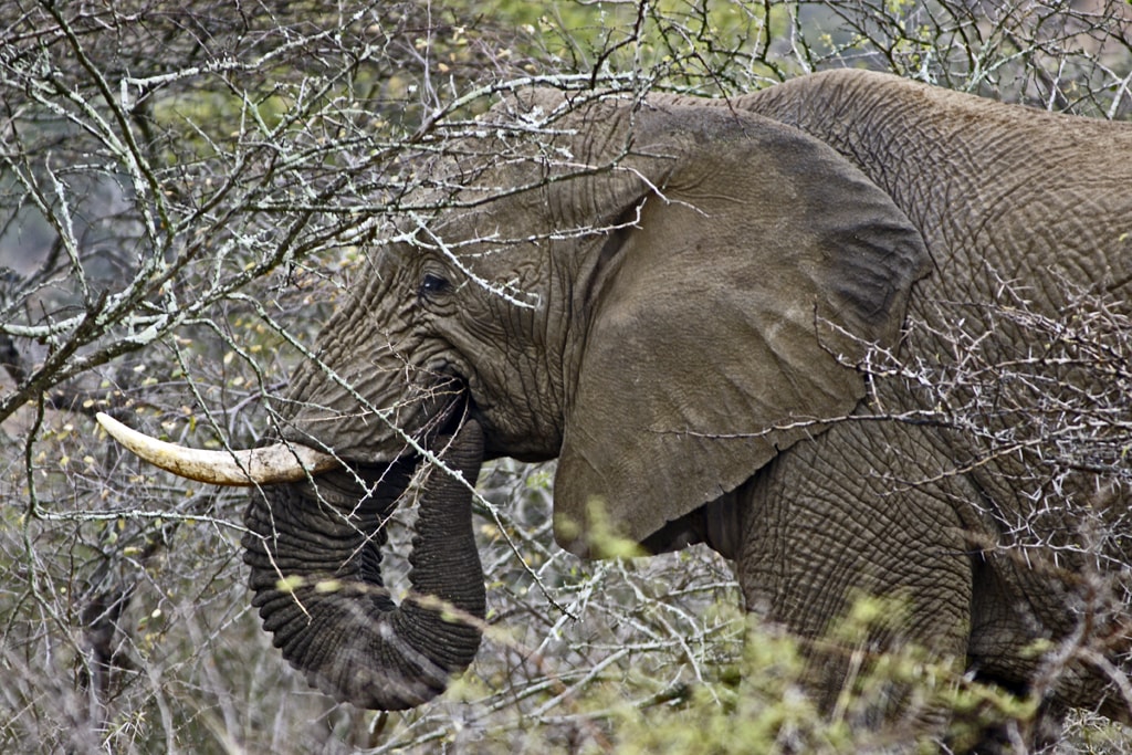Elefante comiendo