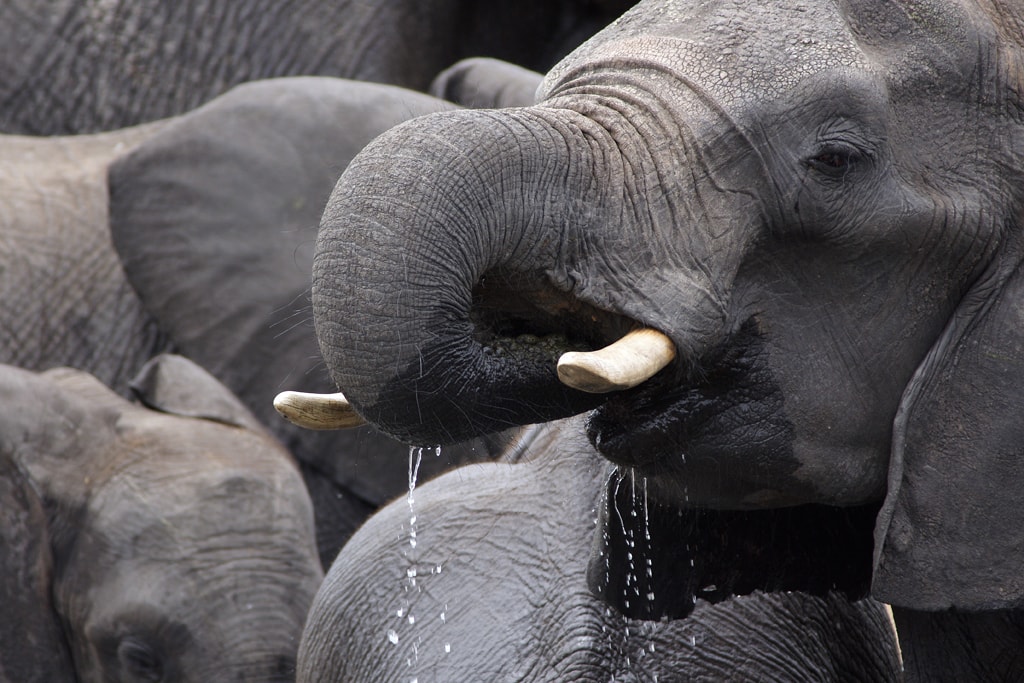 Elefante bebiendo agua