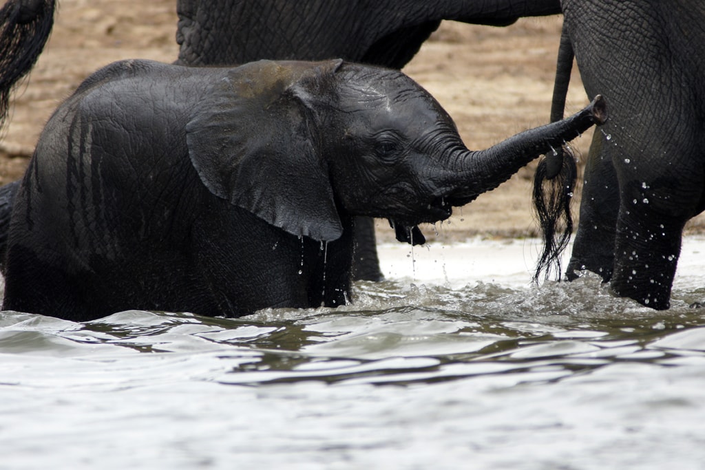Cría de elefante jugando en el agua