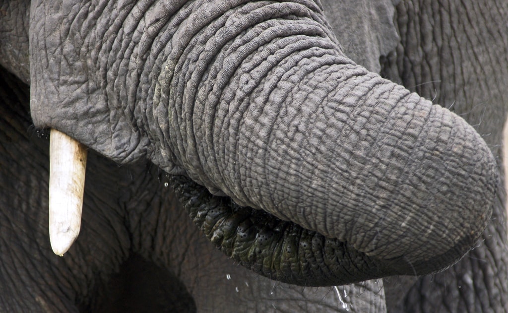 Trompa Elefante Africano