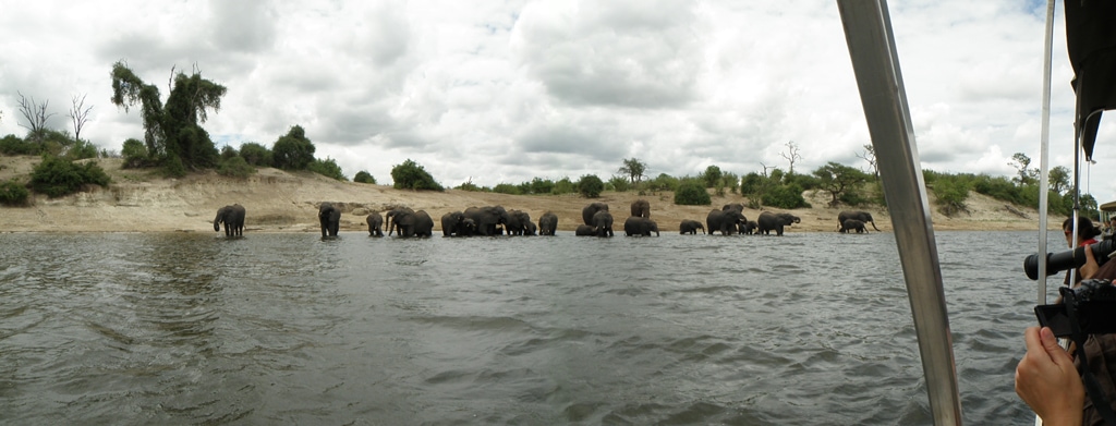 Elefantes, Parque Nacional Chobe