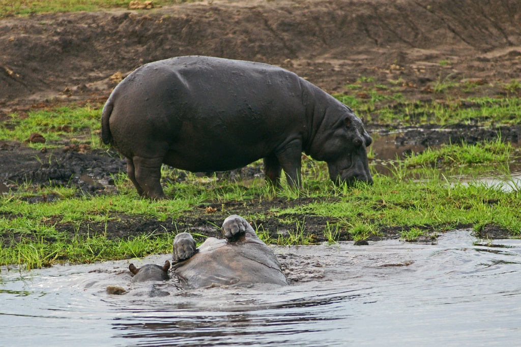 Hipopotamos, Delta del Okavango
