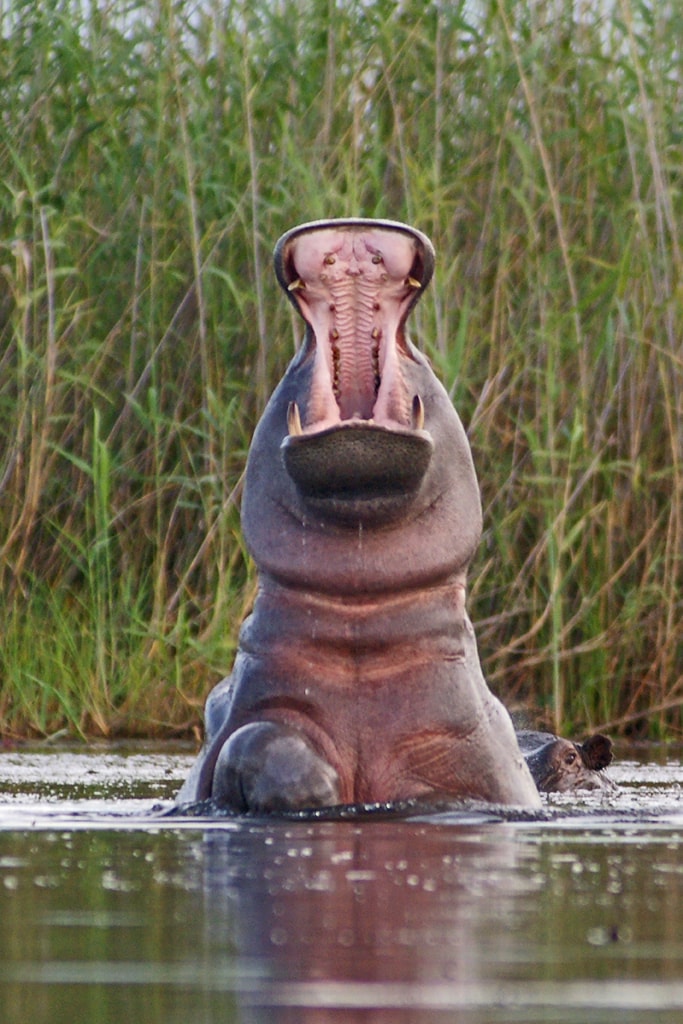 Hipopotamo. Delta del Okavango