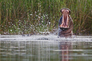 Hipopótamos, Ruta del Río Perdido