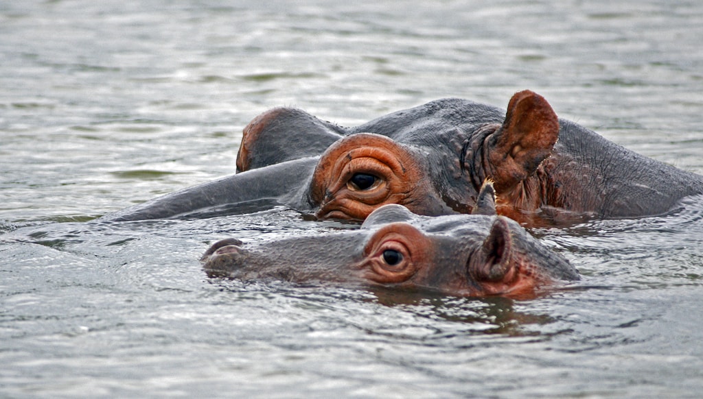 Hipopótamos Chobe