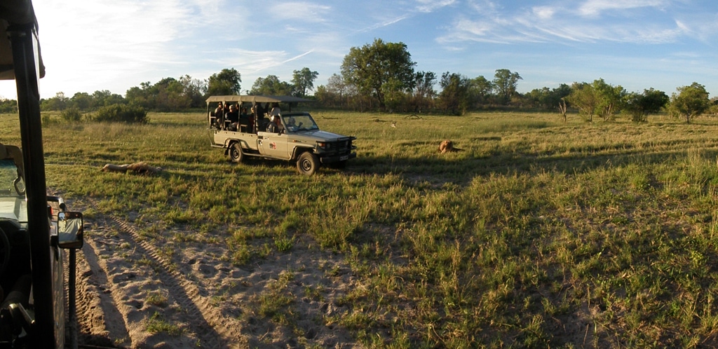 Leones y Jeep