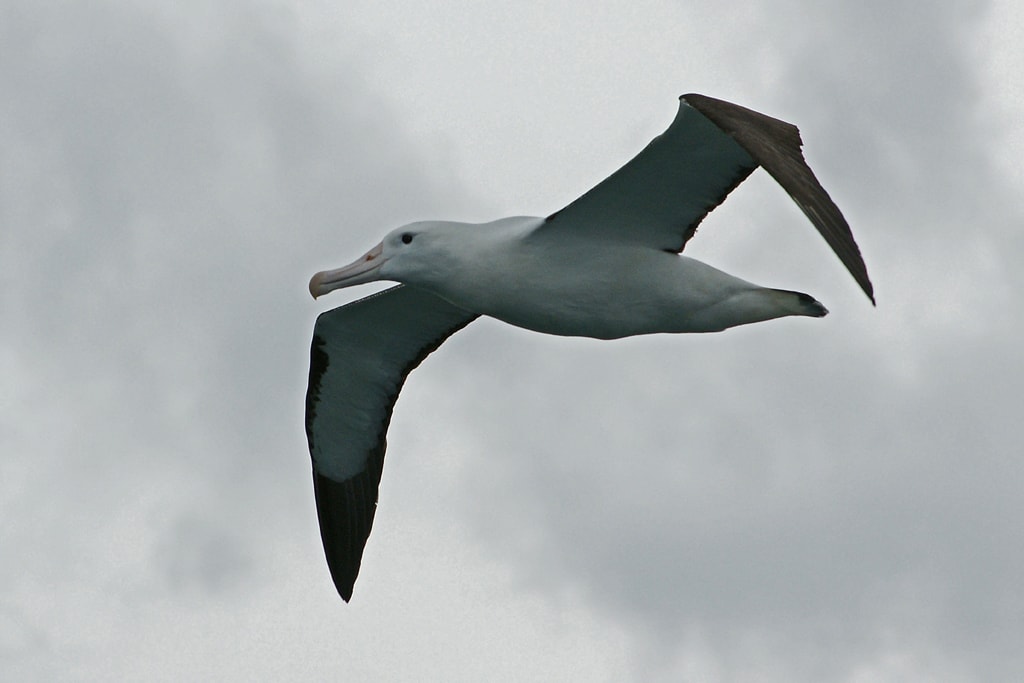 Albatros Nueva Zelanda