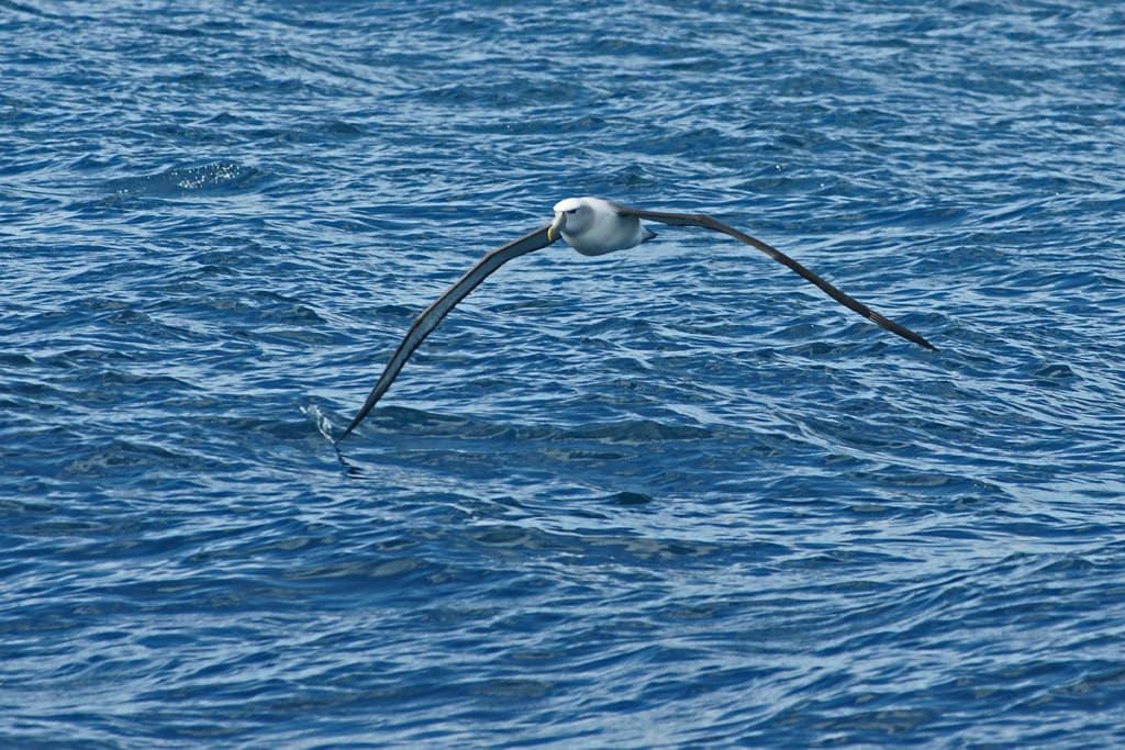 Albatros LuisFotoNature